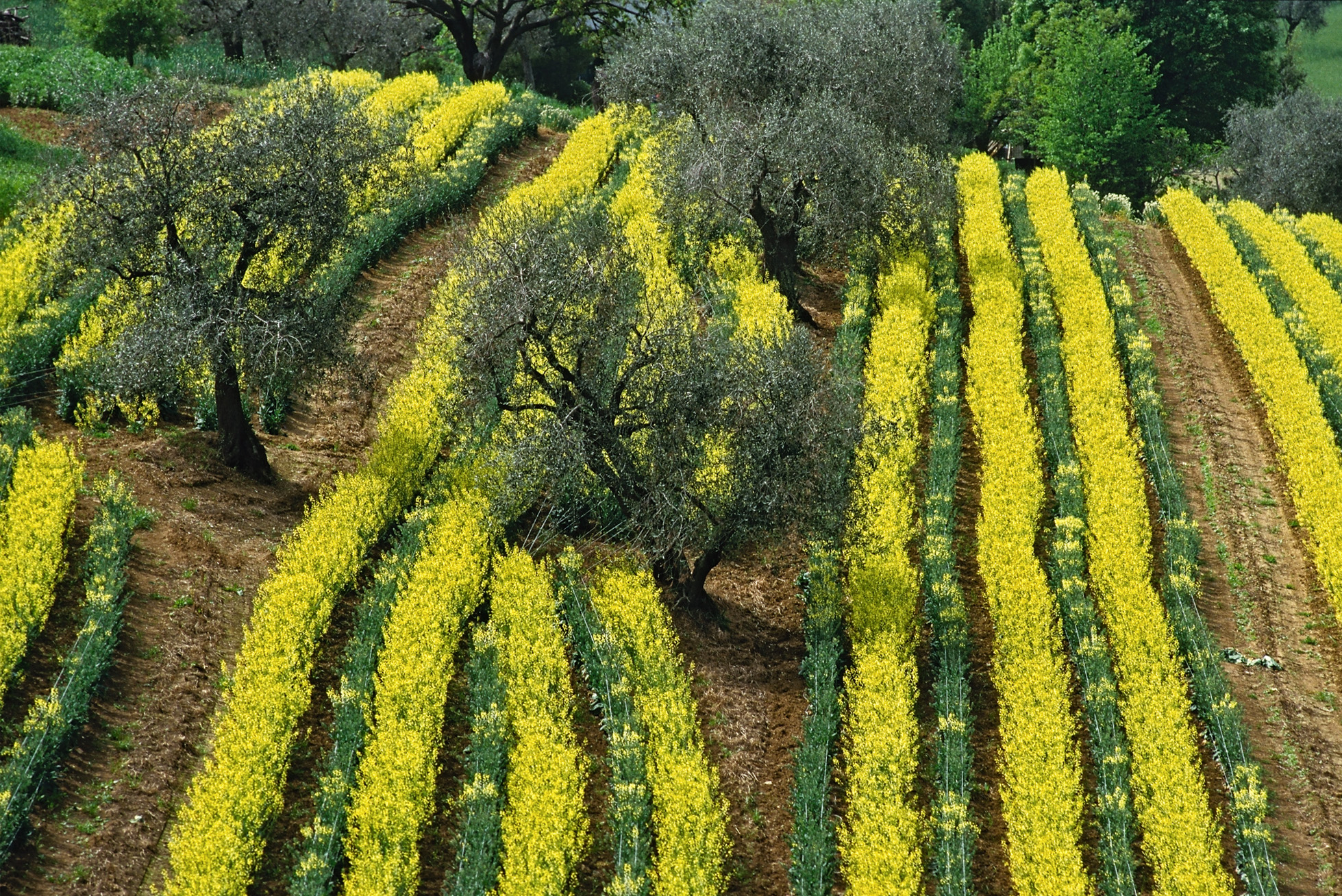 Virtù: i 100 ingredienti della dieta sostenibile